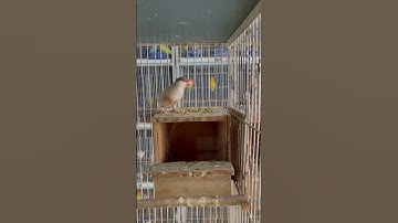 Fawn java pair #trending #viral #shortsviral #birdslover