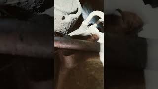 domestic transmission cooler lines removal tip. remove the clip not the fitting domestic transmission cooler lines removal tip. remove the clip not the fitting