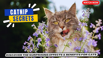 CATNIP Secrets: Discover the Surprising Effects & Benefits for Cats