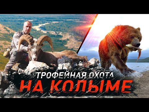 ТРОФЕЙНАЯ ОХОТА НА КОЛЫМЕ. КОЛЫМСКИЙ БАРАН И МЕДВЕДЬ