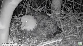 Congratulations to the U  S  Steel Bald Eagle Camera Live Stream on your first egg