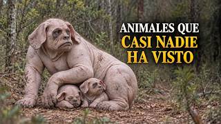 The 30 Strangest and Rarest Animals in the World That Almost No One Has Seen | Animal Documentary The 30 Strangest and Rarest Animals in the World That Almost No One Has Seen | Animal Documentary