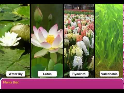 Animals and Plants in Water - YouTube