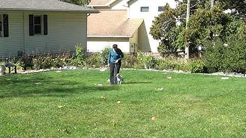 Copper, Res CU - AKC Virtual Rally Intermediate, Course #1