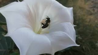 زهرة خريفية من مقذات النحل