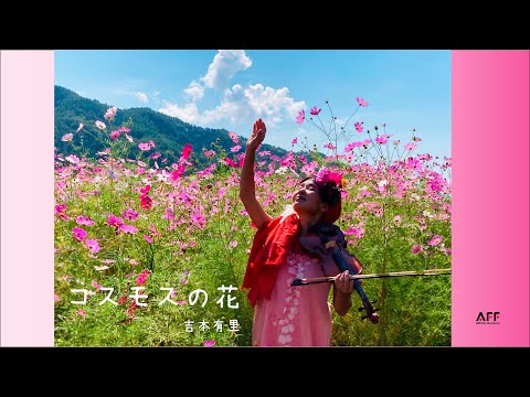 コスモスの花　吉本有里