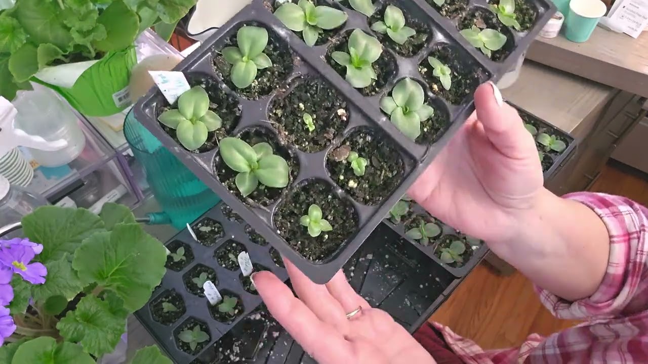 Уход за рассадой эустомы.