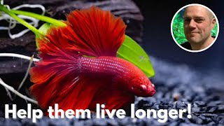 Продолжительность жизни бойцовой рыбки: что должен знать каждый владелец screenshot 2