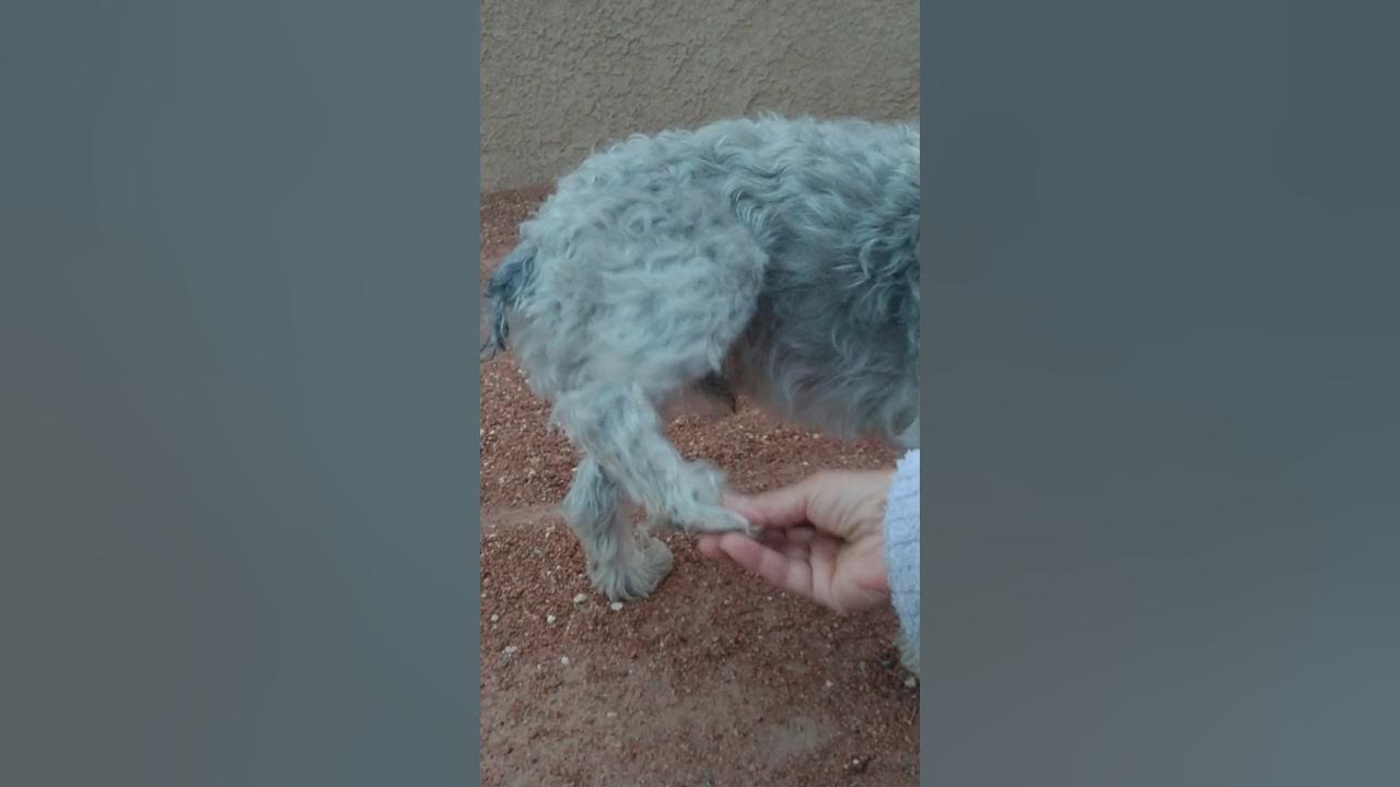 my dog is injured😭A thorn pierced my dogs foot 😵 YouTube