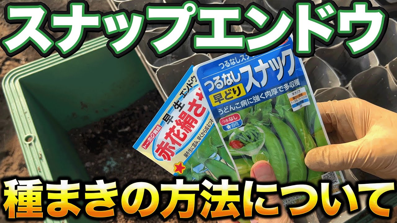 Just be careful here] To successfully grow snap peas, be careful