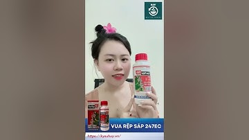 VUA RỆP SÁP 247EC – CHUYÊN GIA TRỪ RẦY RỆP. Hotline: 0919. 815.033