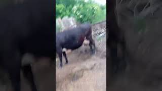 корови под дождем