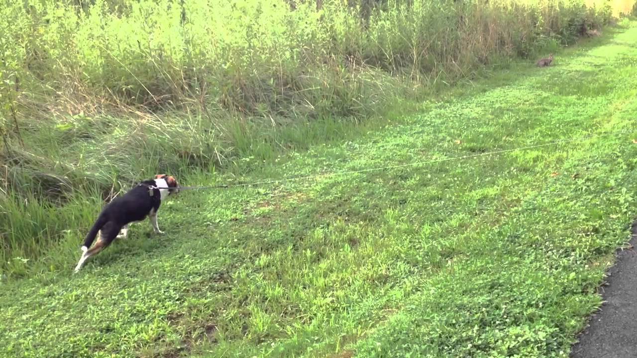 Jack-A-Bee chases rabbit - YouTube