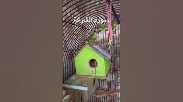 #سورة_القارعة #قرآن #قراءة #جميلة #المصحف #العراق #السعودية #كوردستان #طيور #البادجي #quran #birds
