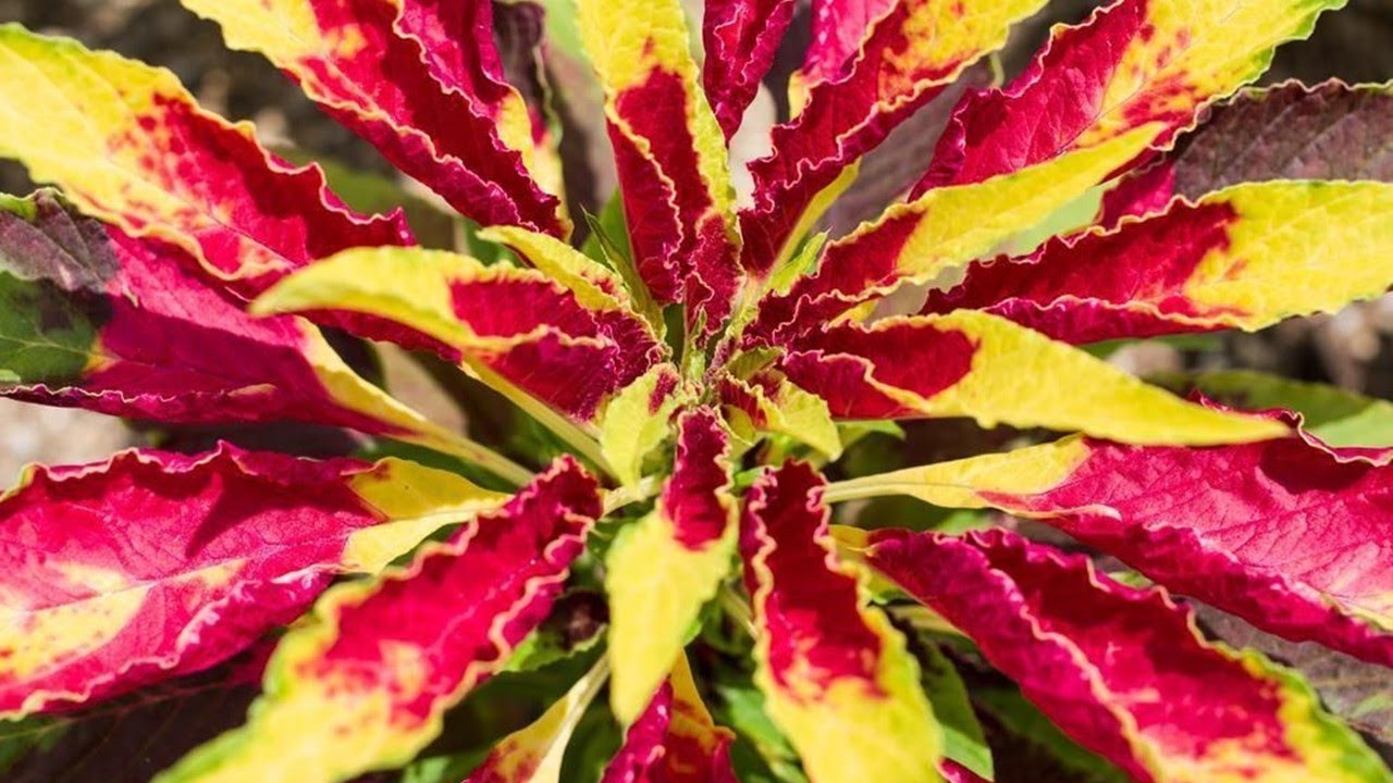 Familia Amaranthaceae