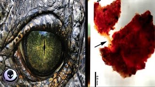 SHOCK REPORT: Dinosaurs Only 20,000 Years Old? 5/22/17