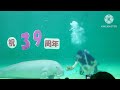 【ジュゴン】セレナの入館39周年をお祝い@鳥羽水族館