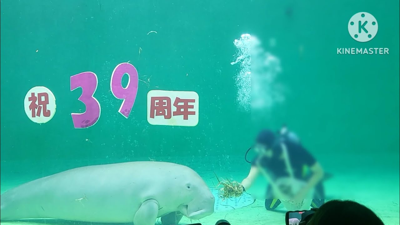 【ジュゴン】セレナの入館39周年をお祝い@鳥羽水族館