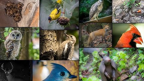 Create mosaic prints from iNaturalist photos