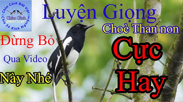 (Chim Cảnh) Luyện giọng Choè than non hót buổi sáng cực hay