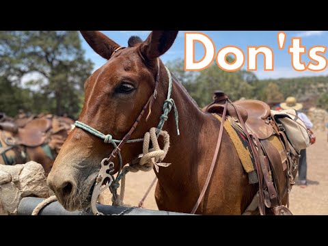 Grand Canyon: Don&#039;t Do These 7 Things