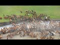 Comment les leveurs amricains lvent 92 millions de chevaux