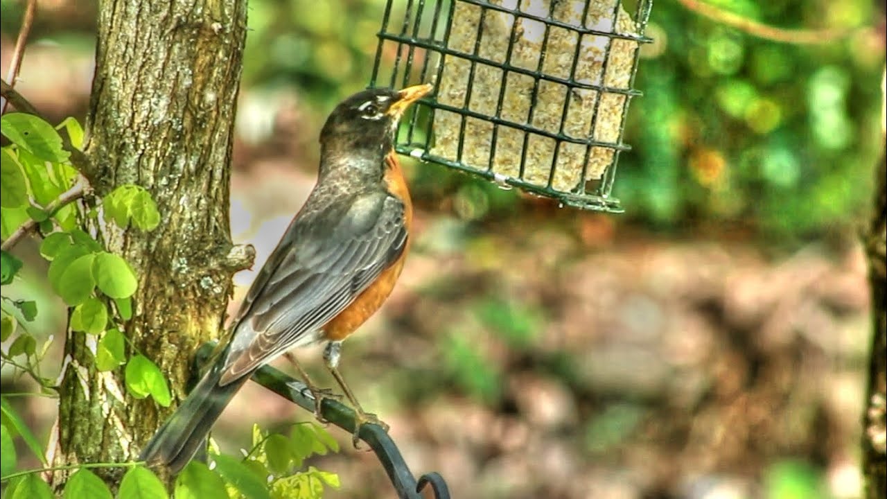 Image result for robin eating bird feeder