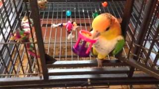 Caique with toys