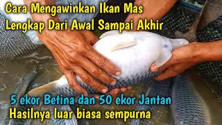 cara mengawinkan atau memijahkan ikan mas dari tahap awal sampai akhir