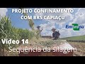 Sequência da silagem de Capiaçu ensacada