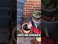 DAS hält Schnecken im Garten fern! #gartentipps #gartenarbeit #garten #tippsundtricks #fyp