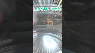 アシダカグモが落ちてきた #アシダカグモ