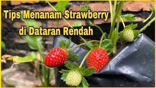 Cara Menanam Strawberry di Dataran Rendah/Daerah Panas Agar Bisa Berbuah