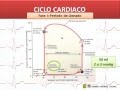 Potencial de Acción y Ciclo Cardiaco