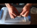egg sacks and incubators (Avicularia Versicolor)