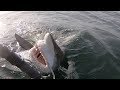 Shark Fishing 800 yards off the beach Destin, FL