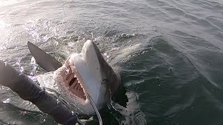 Shark Fishing 800 yards off the beach Destin, FL