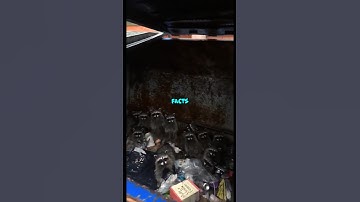 The Trash Panda You Can’t Resist! 🦝 #Raccoon #shorts #animalfacts