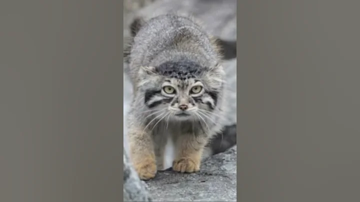 Watch the video about #wild #cat #manul