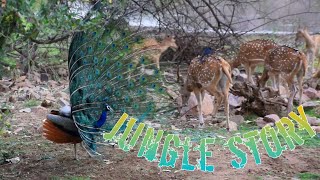 Wild Shots By Abey Varghese Odysseys