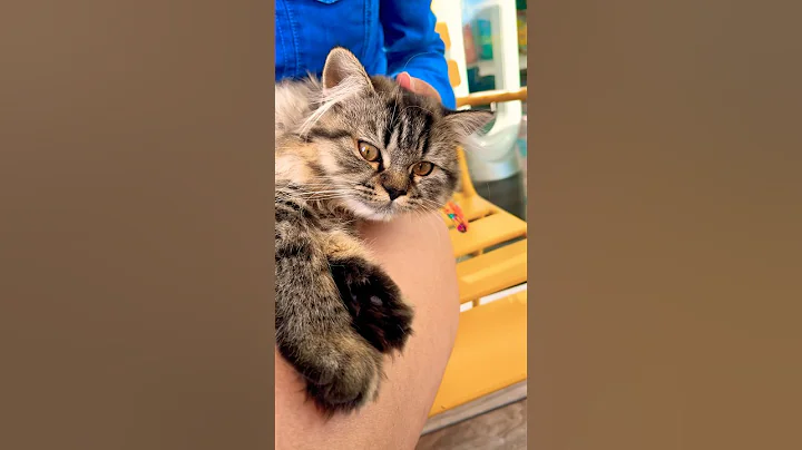 Watch the video about Persian tabby kitten being groomed
