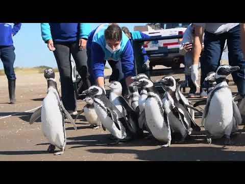 18 pingüinos hallados en estado de desnutrición regresaron al mar luego de ser rehabilitados