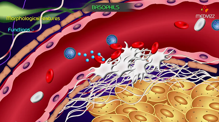 Basophil granulocyte - Animated Physiology of Blood cells