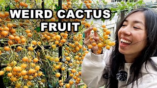 Grow the Exotic Barbados Gooseberry at Home - Find Out How! by Wendi Phan 4,128 views 1 year ago 13 minutes, 30 seconds