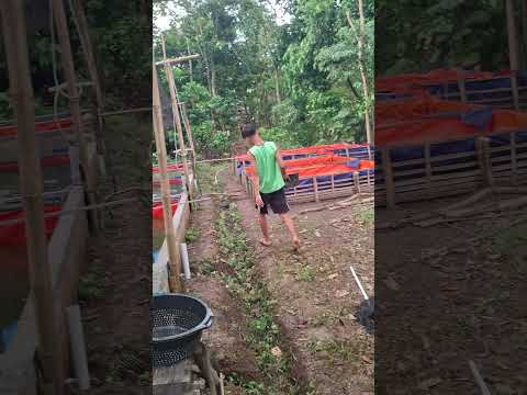 Kanglele 310 Lele Kolamikan