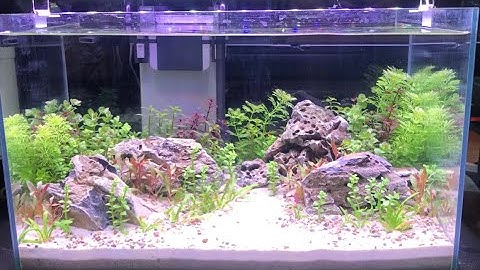 Setup bể thủy sinh Full phụ kiện với 1 triệu sẽ như thế nào?