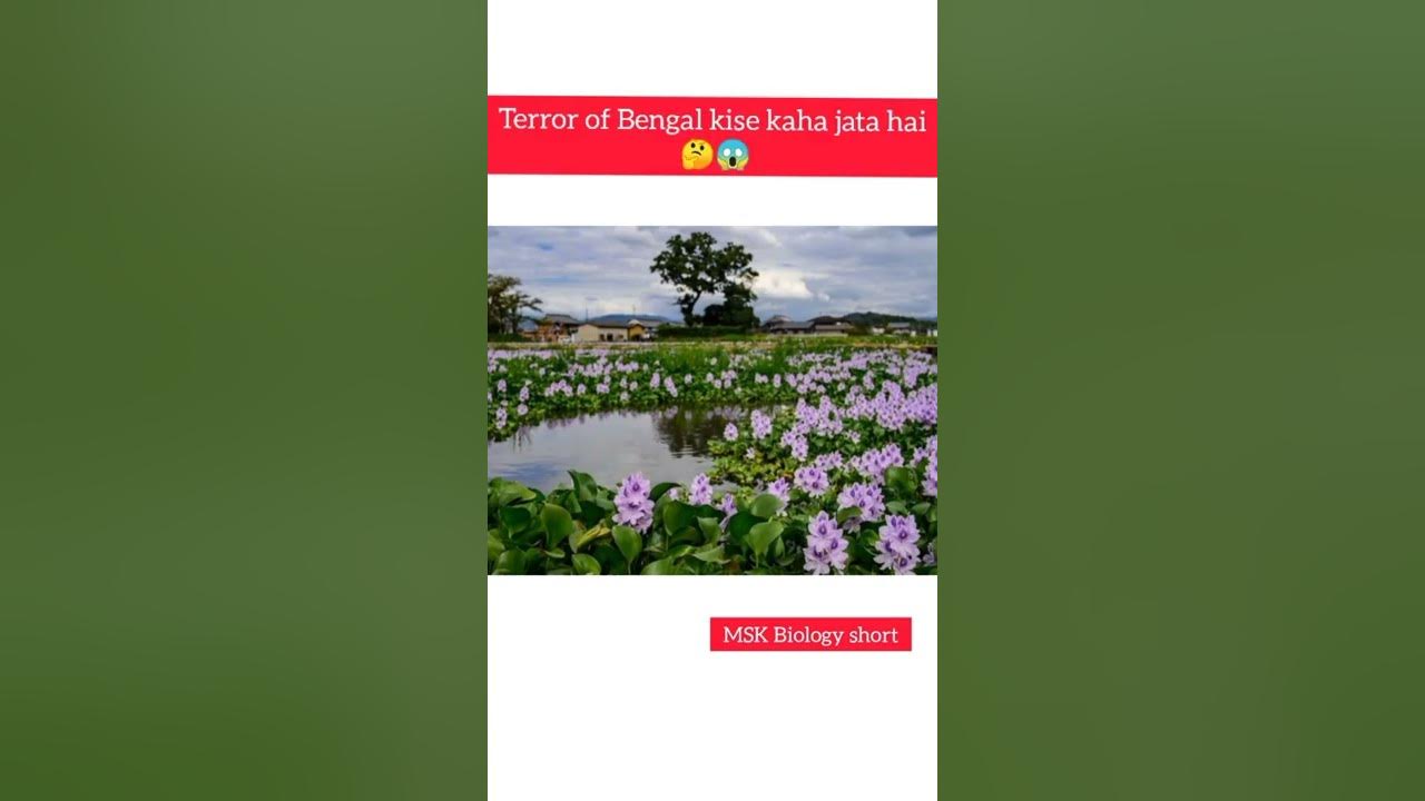 Terror Of Bengal Kise Kaha Jata Hai MSK Biology shorts YouTube water-hyacinth-terror-of-bengal-in-practical-biology-in-real-world