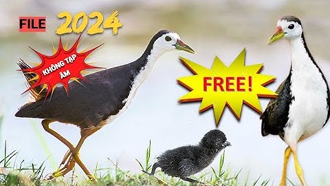 Tiếng quốc hay 2024 , tiếng chim gọi bầy | the best bird trap sounds