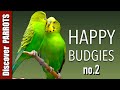 Happy budgies 2  budgerigar sounds to play for your parakeets  discover parrots