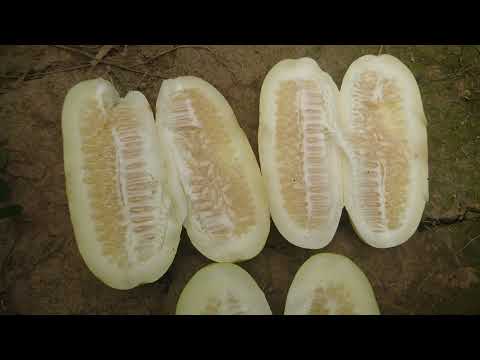 Video: Najlepšie samoopelivé semená uhorky s dlhým plodom